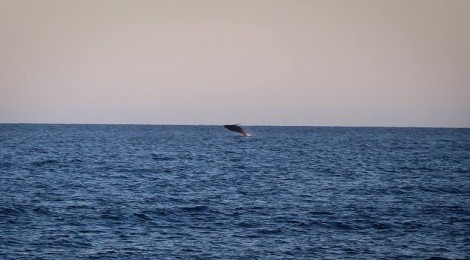 39. Monday. 25th March. Whales in Mexico